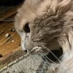 Declan Evans - @declanp.evans - Instagram