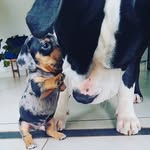 Adventures of Declan & Finn - @declan_finn_kuun - Instagram