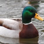 Declan Flaherty - @declan_the_ducky - Instagram