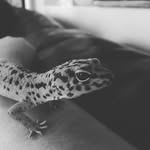 Declan Ford - @declangecko - Instagram