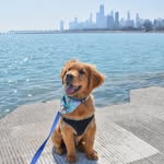 Declan - Golden Retriever - @decs_andthecity - Instagram
