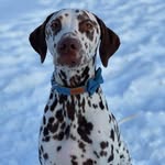 Declan Hart - @yourdeclandaily - Instagram