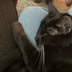 Declan - @declan_the_house_panther - Instagram