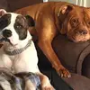 Declan Humphries - @pitbullukltd - TikTok
