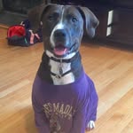 Declan James - @declan_james_coonpit - Instagram