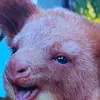 Declan Phawat Lawrence - @declan.phawat.law - TikTok