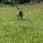 Declan Leach - @danko_pressa_guardian - Instagram