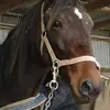 declan lee - @declan.king.lee - TikTok