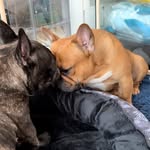 declanlovesdogs - @declanlovesdogs - Instagram