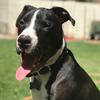 I DO STOOPID SHUFF - @declan.love - TikTok