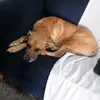 pandasom24288 - @declan.monahan - TikTok