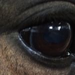Declan Nolan - @raheengraney_stables - Instagram