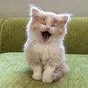 Declan.Peters - @declanpetersiaffyxjk - TikTok