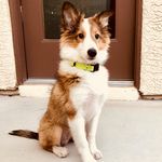 Declan Beaux Quigley-Duran - @declan_the_shetland - Instagram