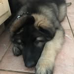Declan Richards - @declan_the_shiloh_shep - Instagram