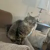 Love my cat 🐈 - @declan.scott64 - TikTok