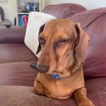 Declan Spencer - @declanbraxs - Instagram