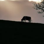 Declan Sweeney - @declan.sweeney.5268 - Instagram