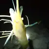 Dede Leo - @dede.leo64 - TikTok