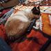 Dede Lewis - Facebook