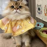 pecinta kucing - @dede_maysaroh - Instagram