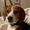 dedemeyers2 - @dede.meyers - TikTok
