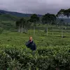 Aa Dede - @dedetrantaula98 - TikTok
