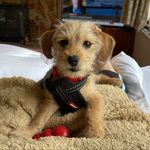 Dee curley - @horris2187 - Instagram