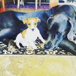 Dee Edwards - @2danesandalittlelady - Instagram