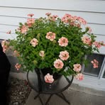 Dee Forrest - Facebook