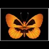 DeeDee Johnson Grubb - @deedeejohnsongrubbs - TikTok