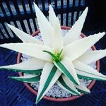 Lynndee Titus Hollinger - @lynndeehollinger - Instagram