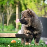 Dee-Holly vom Schloß Virmond♡ - @eurasier_dee_holly - Instagram