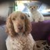 Dee Hook - Facebook