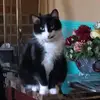 deetigerhoover - @deetigerhoover - TikTok