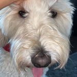 hoover dee - @hoover.dee.oberjohann - Instagram