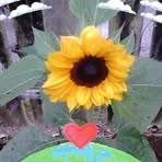 Dee Howes - Facebook