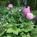Dee Huffels - Facebook