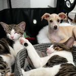 Sidney Pearl, Pippa Rose & Dee Dee Huff - @thesidandpipshow - Instagram