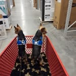 Dee Huggins - @deeder2dogs - Instagram
