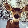 dddeerhunt - @dddeerhunt - TikTok