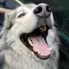 deemars0 - @my.pal.skylo - TikTok