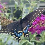 Dee McCabe McCafferty - @dz611 - Instagram