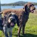 Donna McCafferty - Facebook