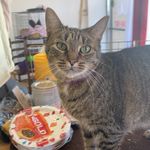Dee Mullins - @dees_dog_house - Instagram