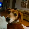 Dee Owen - @don.t.buy.adopt.pets - TikTok