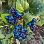 Dee Patch - @mizdees - Instagram