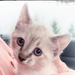 Dee Peck - @dutchbuttercupp - Instagram