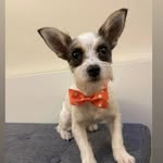 Dee Purcell - @the_littlest_rolo_ - Instagram