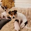 Dee Purcell - @dee.purcell8 - TikTok